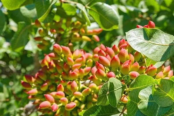 اینفوگرافیک؛ تولید سالانه ۳ هزار تن پسته در آذربایجان شرقی