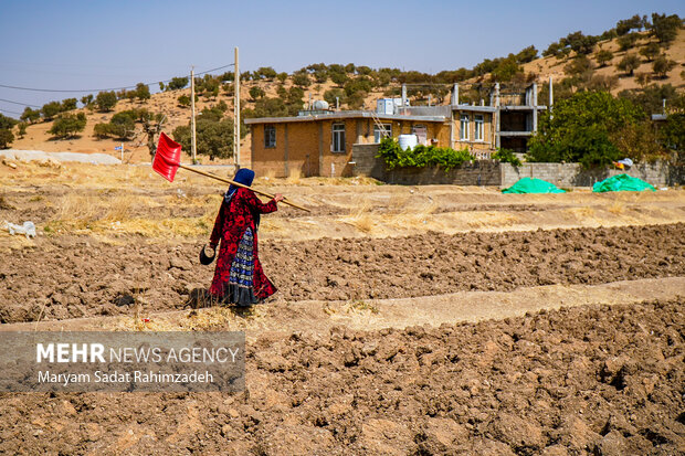 زنان روستایی؛ ستونهای پایداری تولید و امنیت غذایی